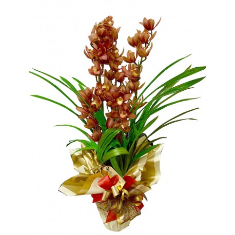 orquídea cimbidium top