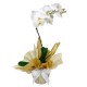 fina orquídea branca