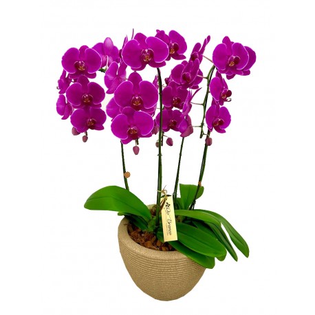 finíssima quarteto de orquídeas