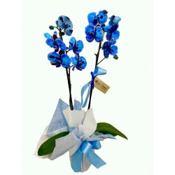 orquídea azul clássica