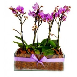 finas mini orquídeas