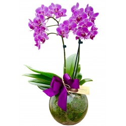 luxo mini orquídea no aquário