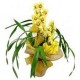ORQUIDEA CIMBIDIUM