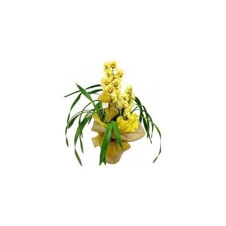 ORQUIDEA CIMBIDIUM