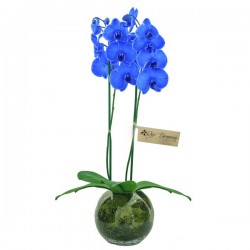 fina orquídea azul no vidro