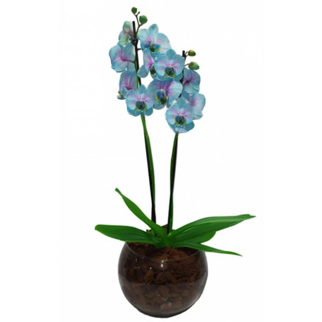 clássica orquídea Frozen
