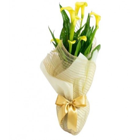 CALLA DECORADA