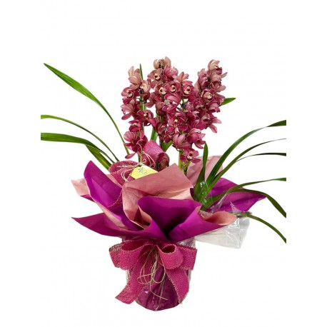 Orquídea Cimbidium Premium