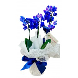 Mini orquídea Clássica