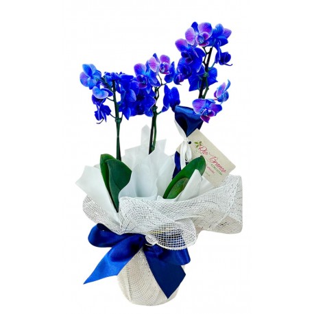 Mini orquídea Clássica