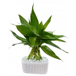 Bambu trançado (35 cm)