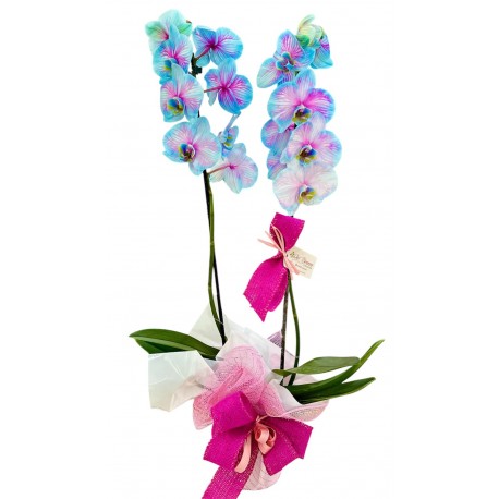 ORQUÍDEA TIFANY