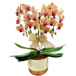 orquídea espetacular