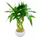 bambu da sorte BLACK(30 CM)