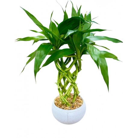 bambu da sorte BLACK(30 CM)