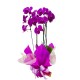 orqudea phale promocional