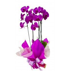 orqudea phale promocional