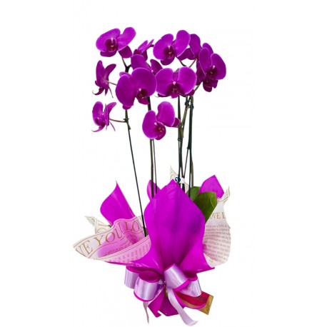 orqudea phale promocional