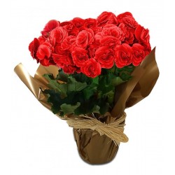 begonia premium