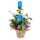 arranjo de rosas Blue (importada)