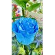 arranjo de rosas Blue (importada)