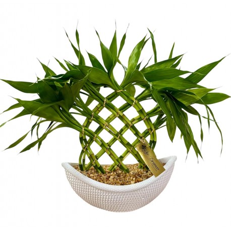 bambu da sorte grande clássico ( 55 cm)