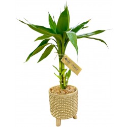 bambu da sorte dourado