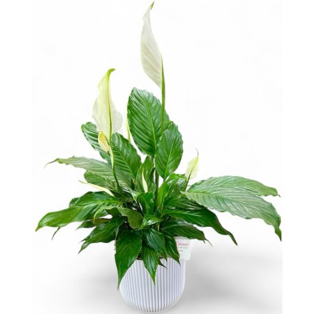 lirio da paz classico