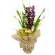 orquídea cimbidium Black