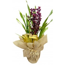 orquídea cimbidium Black