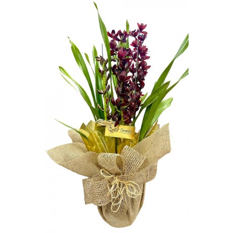 orquídea cimbidium Black