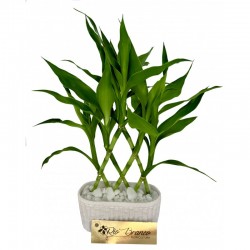 Bambu trançado (35 cm)