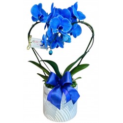 Orquídea azul no luxo