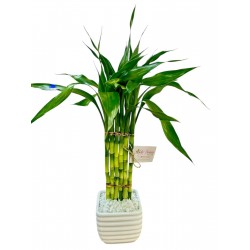 bambu da sorte elegance