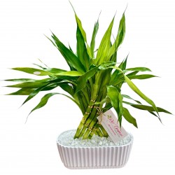 FINO BAMBU DA SORTE (DRACENA)