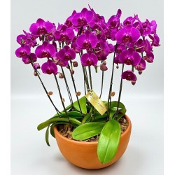 orquídeas Premium 10 hastes