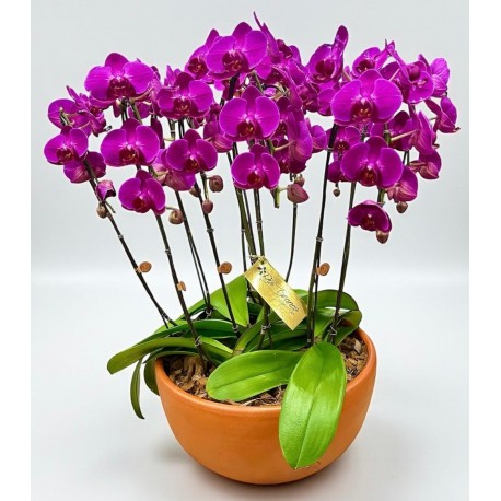 orquídeas Premium 10 hastes