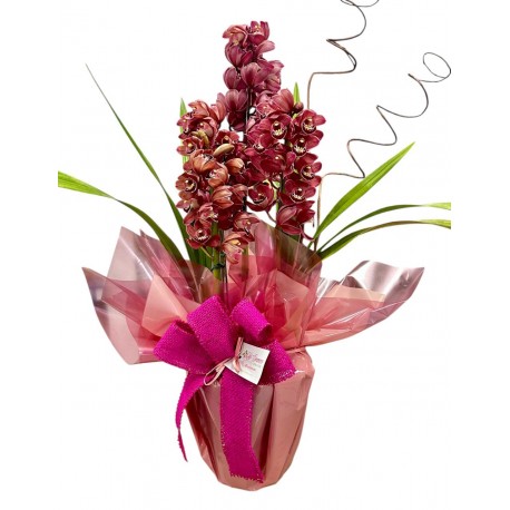 orquídea Cymbidium bordô