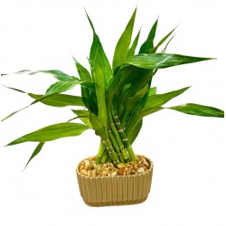 BAMBU DA SORTE DOURADO