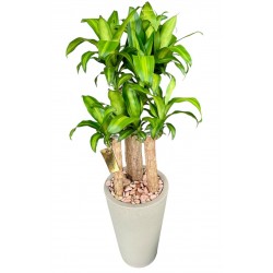 PAU DAGUA EM ELEGANTE CACHEPÔ