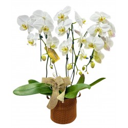 Orquídeas elegância branca