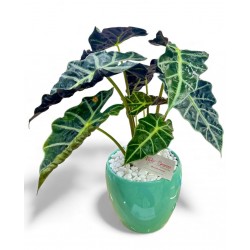 alocasia prime