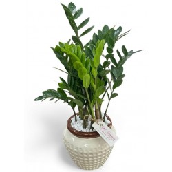 zamioculca cachepô luxo