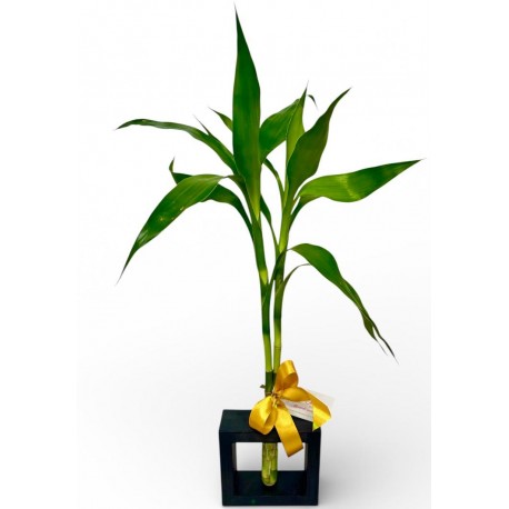 bambu da sorte decora