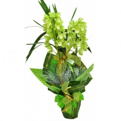 Flor orquidea verde