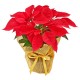 FLOR DE NATAL (DECORADA)