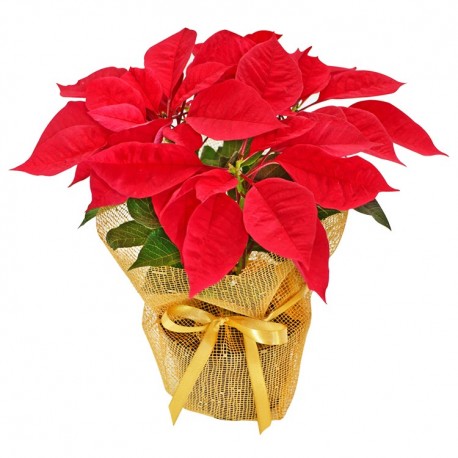 FLOR DE NATAL (DECORADA)