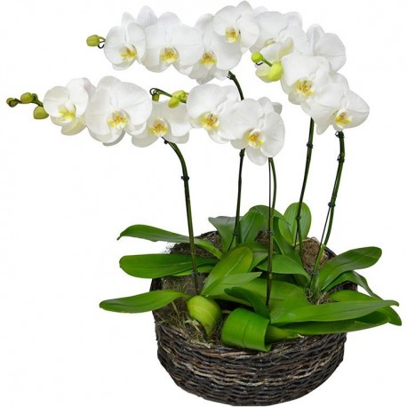finas orquídeas premium