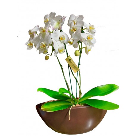 luxo de orquídeas - Floricultura Rio Branco