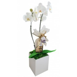 orquídea com chocolates